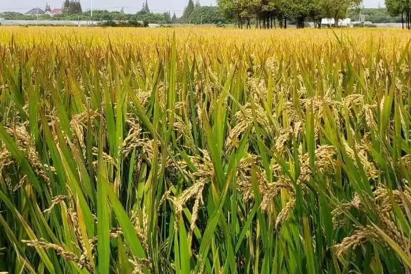 宛S水稻种子特点,福建沙县5月播原因?插图1 宛S水稻种子特点,福建沙县5月播原因?插图1