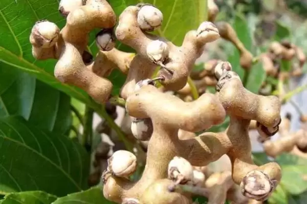 种植拐枣如何管理，抑制主梢疯长原因？插图1