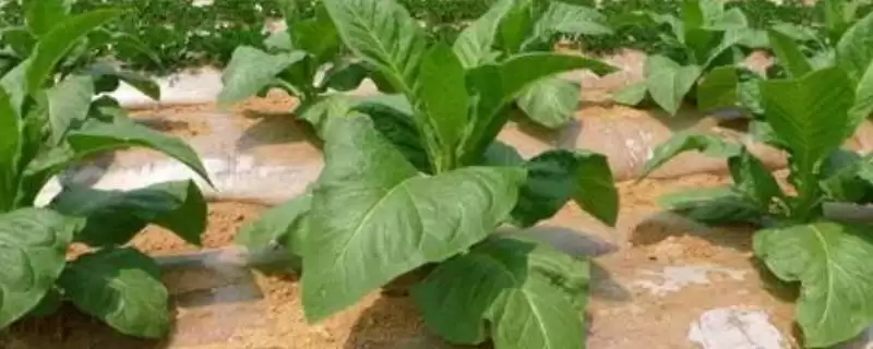 烟草的种植方式，播种前晒种何作用？-会东网