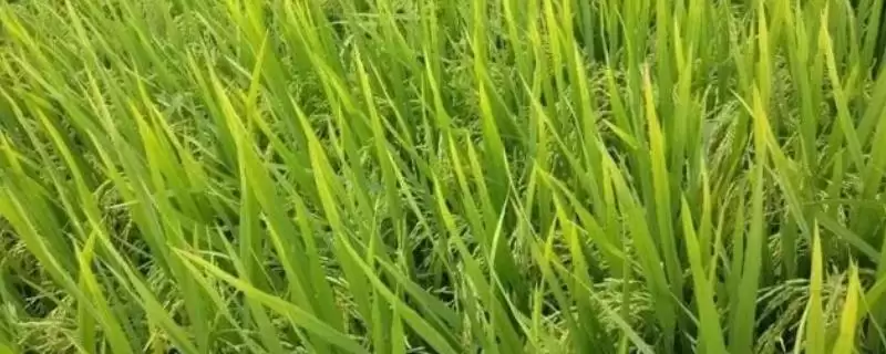 水稻早衰的原因(水稻早衰因栽植密或土壤缺元素等导致)-会东网
