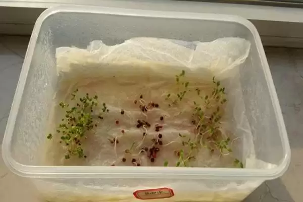 夏天种菠菜咋处理种子，凉水浸泡有何用？插图1