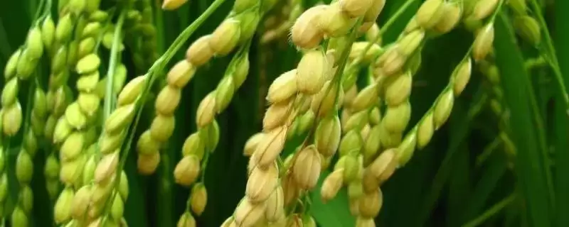 野香优红玉丝水稻种子特性,该品种株型咋适中?插图 野香优红玉丝水稻种子特性,该品种株型咋适中?插图