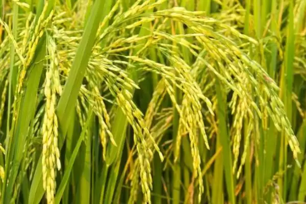 原优5009水稻种属感温籼型三系杂交稻?插图3 原优5009水稻种属感温籼型三系杂交稻?插图3