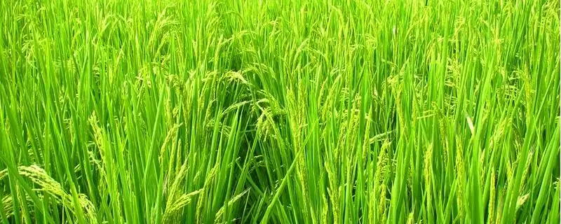 鑫满6号水稻种子特性，全生育期多少天？-会东网