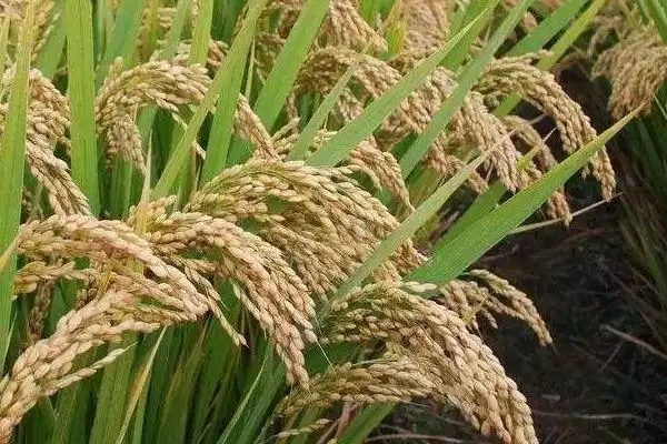 香占优巴丝水稻品种情况，全生育期多少天？插图3