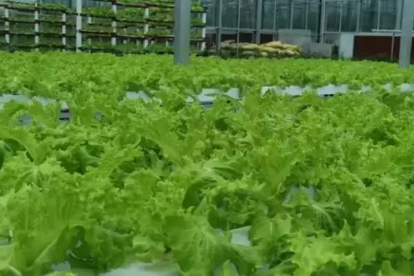 我国未来农业啥趋势，有机农业前景如何？插图2