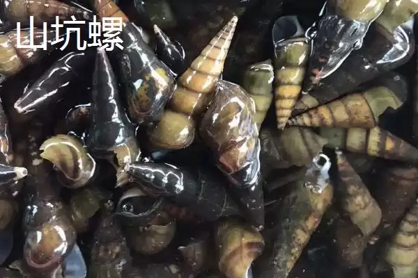 山坑螺的产地(山坑螺产地主要在南方地区的小溪里)插图2