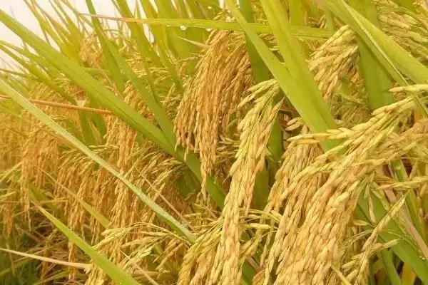 绥原2号水稻品种的特性(绥原2号水稻种子为普通粳稻品种)插图2 绥原2号水稻品种的特性(绥原2号水稻种子为普通粳稻品种)插图2