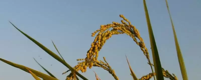 中百优6号水稻品种大田用种量每亩1公斤?插图 中百优6号水稻品种大田用种量每亩1公斤?插图