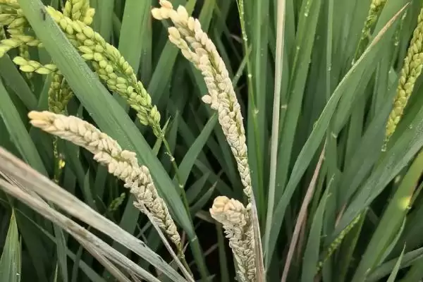袁两优1号水稻种子4月下旬至5月中旬播？插图3