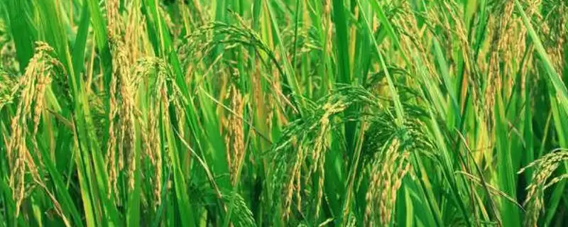 兰香优577是啥水稻品种？感温籼型三系杂交种-会东网