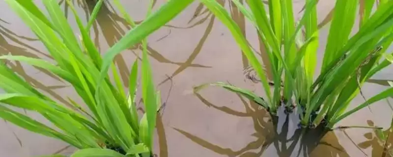 水稻分蘖期怎么管理(水稻分蘖期需做好追肥、晒田、除草工作)-会东网
