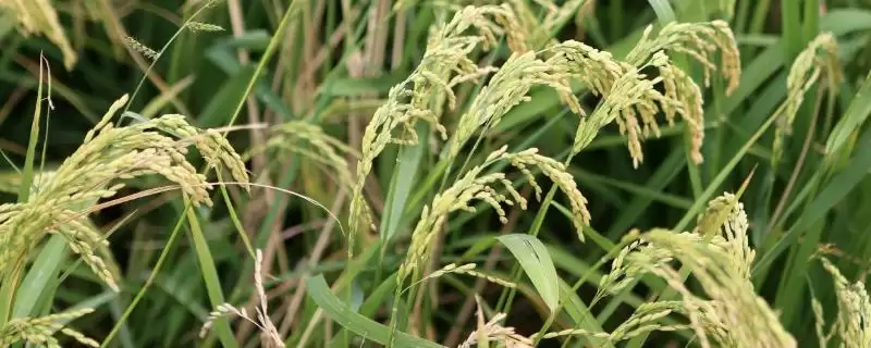 新泰优1002水稻种子特点,晚造全生育期几天?插图 新泰优1002水稻种子特点,晚造全生育期几天?插图