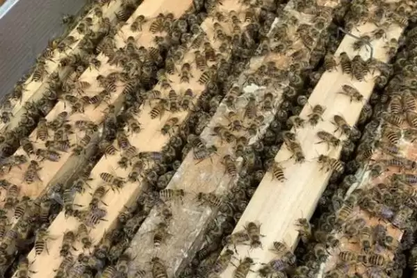养殖中蜂如何防盗蜂，发展强群何作用？插图3