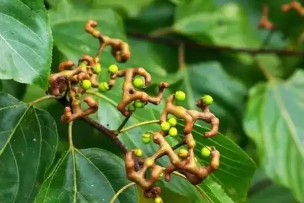 种植拐枣如何管理，抑制主梢疯长原因？插图3