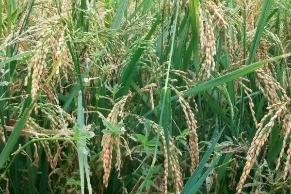 松粳6号水稻品种简介(松粳6号水稻4月中旬进行播种育苗)插图1