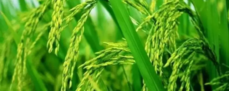 粤禾丝苗水稻种子高抗稻瘟病还有何特性?插图 粤禾丝苗水稻种子高抗稻瘟病还有何特性?插图