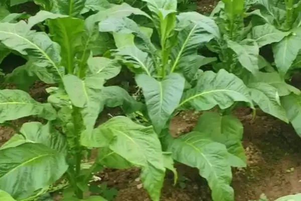 烟草的种植方式，播种前晒种何作用？插图2