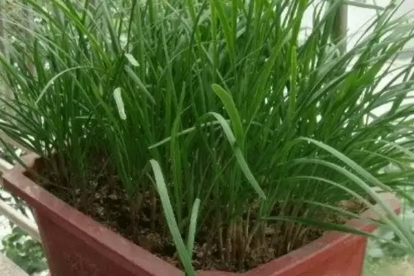 在家种韭菜为何要选耐贫瘠的品种呢?插图5 在家种韭菜为何要选耐贫瘠的品种呢?插图5