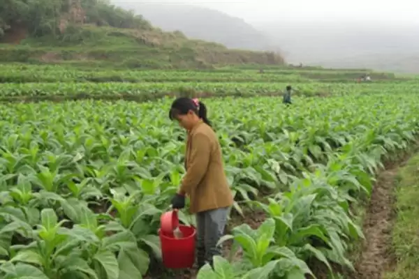 烟草的种植方式，播种前晒种何作用？插图11