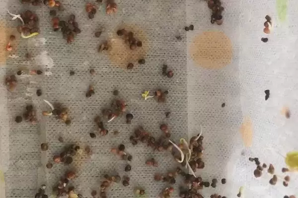 夏天种菠菜咋处理种子，凉水浸泡有何用？插图2