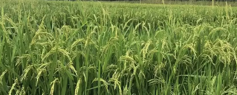 蓉优7241水稻种子简介(蓉优7241为籼型三系杂交水稻品种)-会东网