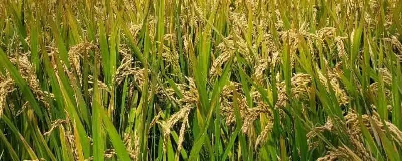 悦香优289水稻种子全生育期134.4天吗？-会东网