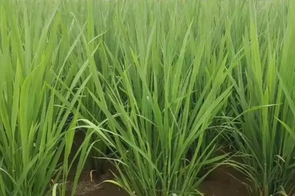 水稻分蘖期怎么管理(水稻分蘖期需做好追肥、晒田、除草工作)插图1