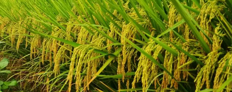 荣优286水稻品种简介(荣优286是籼型三系杂交水稻品种)-会东网