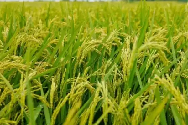 中银优珍丝苗水稻品种特性，早造全生育期多久？插图3