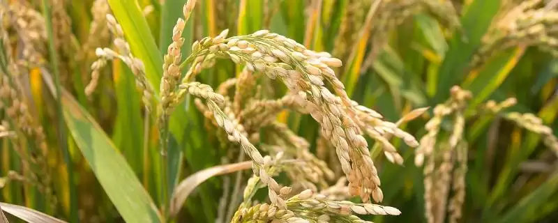 泰优808水稻种子特征特性(泰优808水稻全生育期时长为150.2天)-会东网
