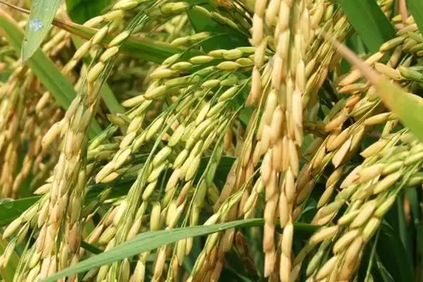 荃优软占水稻品种简介(荃优软占秧田亩播种量10到12千克)插图1