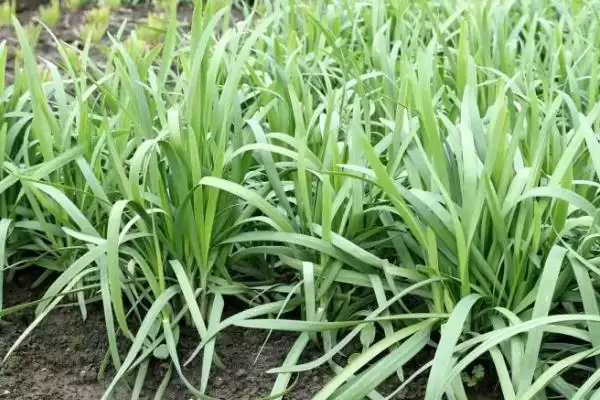 韭菜病虫害如何根据实际情况针对性防治？插图1