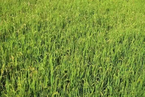 特优328水稻种子特征特性(特优328每亩插足7-8万基本苗)插图1