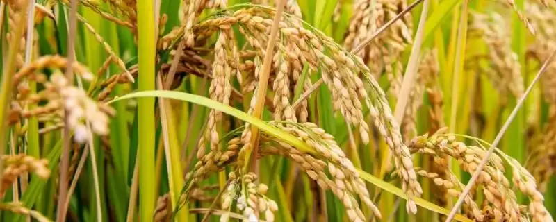 秀优6号水稻品种情况，该品种植株多高？-会东网