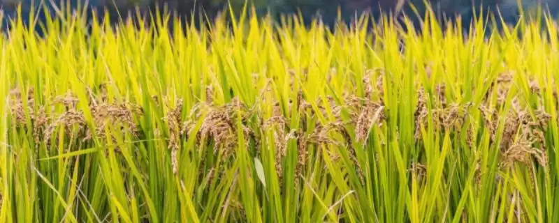 蓉18优1000水稻种子介绍(蓉18优1000水稻中抗稻曲病)插图 蓉18优1000水稻种子介绍(蓉18优1000水稻中抗稻曲病)插图