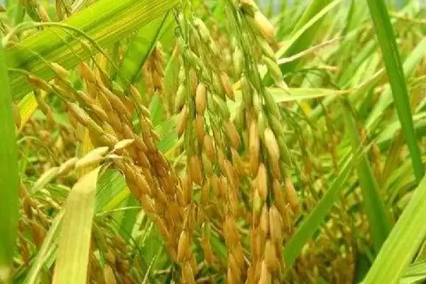 镇稻14号水稻种子5月上中旬播种合适吗？插图3