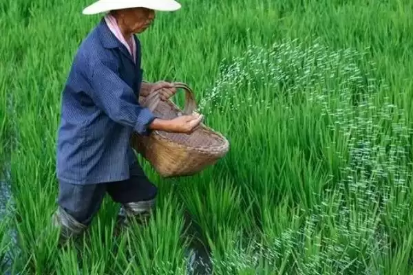 水稻的亩产量(水稻低产田亩产量通常在600-700斤左右)插图4
