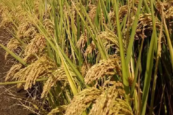 润君优656水稻种简介(润君优656水稻秧田亩播种量10.0千克)插图2 润君优656水稻种简介(润君优656水稻秧田亩播种量10.0千克)插图2