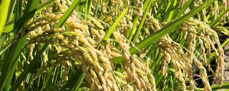中科西陆4号水稻品种特性，全生育期多久？-会东网