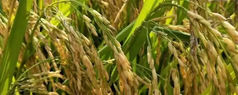 金优1398插植密度多少？17×20厘米，合理规划种植-会东网