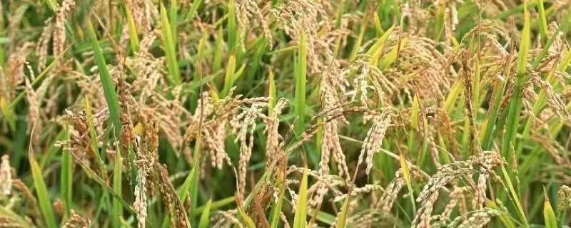 育龙1号水稻种子对苗瘟表现中抗（MR）-会东网