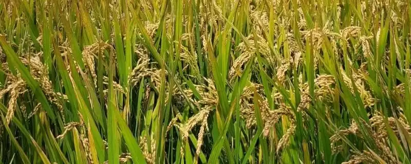 紫两优3191水稻种子特点，每亩有效穗多少？-会东网