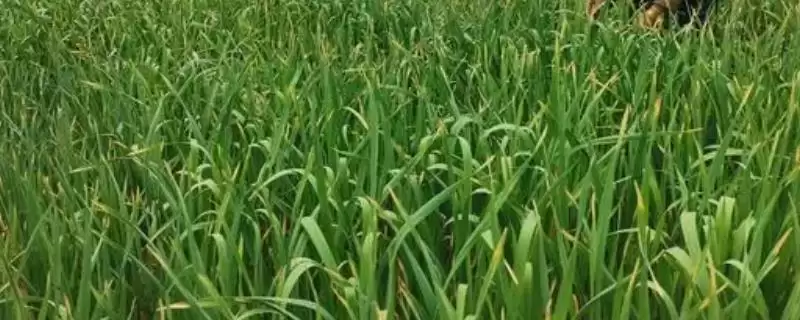 蒜苗的种植方法(蒜苗种植前需把蒜瓣剥开浸泡处理)-会东网