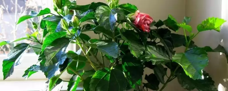 朱槿的养殖方法,适宜生长温度的意义?插图 朱槿的养殖方法,适宜生长温度的意义?插图