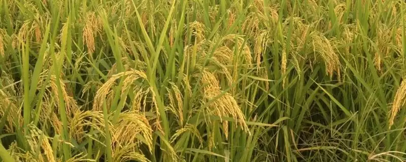 野香优海丝水稻种子特点，全生育期多少天？-会东网