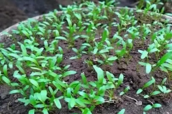 夏天种菠菜咋处理种子，凉水浸泡有何用？插图4
