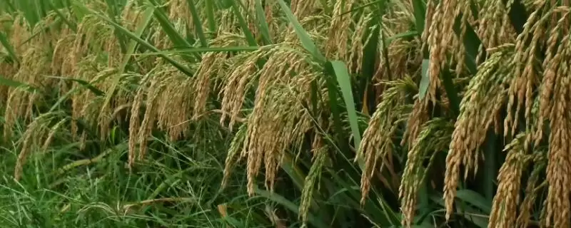 江优89水稻种子为啥要做好稻瘟病及纹枯病防治？-会东网