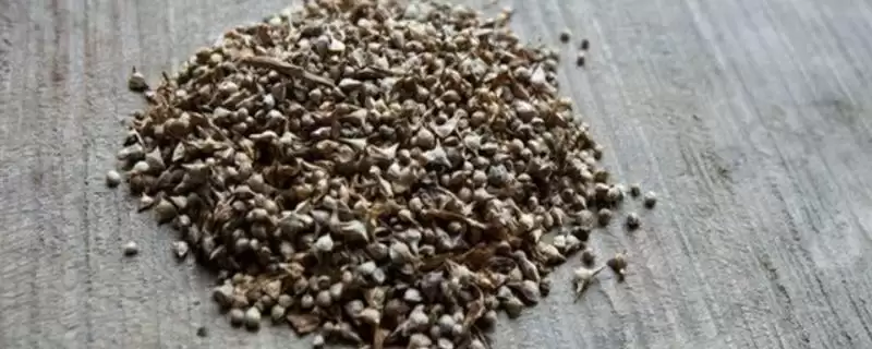 夏天种菠菜咋处理种子，凉水浸泡有何用？-会东网