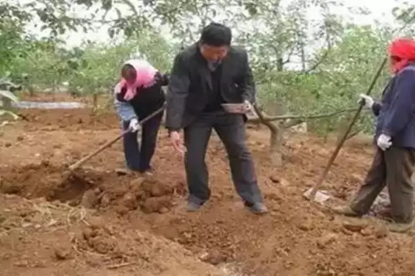 种梨树为何要种花期相近授粉品种树苗？插图4